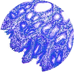 cell micrograph